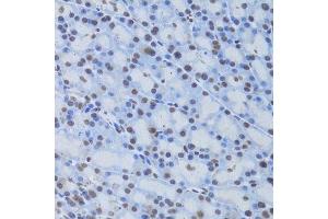 Immunohistochemistry of paraffin-embedded rat pancreas using CREB1 Antibody. (CREB1 anticorps)