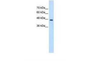 Image no. 1 for anti-Phosphate Cytidylyltransferase 2, Ethanolamine (PCYT2) (AA 301-350) antibody (ABIN320808)