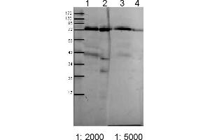 Image no. 1 for anti-Chloroplast Outer Envelope Membrane Translocon Complex Oep75 Protein (Toc75) antibody (ABIN488514) (Toc75 anticorps)