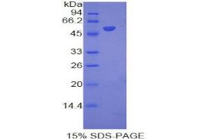 SDS-PAGE analysis of Mouse Interferon alpha 8 Protein. (IFNA8 Protéine)