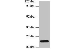 Western blot All lanes: rpiA antibody at 2 μg/mL + DH5a whole cell lysate Secondary Goat polyclonal to rabbit IgG at 1/10000 dilution Predicted band size: 23 kDa Observed band size: 23 kDa (Ribose 5-Phosphate Isomerase A (RPIA) (AA 1-219) anticorps)