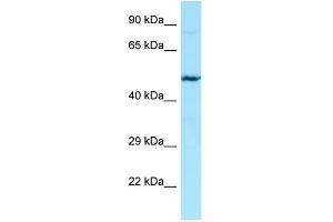 WB Suggested Anti-HPSE2 Antibody Titration: 1.