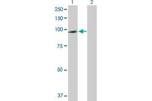 Western Blot analysis of PDCD6IP expression in transfected 293T cell line by PDCD6IP MaxPab polyclonal antibody. (ALIX anticorps  (AA 1-868))
