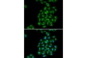 Immunofluorescence analysis of HeLa cells using PLSCR1 antibody (ABIN5974037).