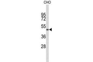 Western Blotting (WB) image for anti-Golgin, RAB6-Interacting (GORAB) antibody (ABIN3004090) (GORAB anticorps)