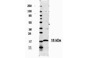 Image no. 1 for anti-Interleukin 1, beta (IL1B) (N-Term) antibody (ABIN1102518) (IL-1 beta anticorps  (N-Term))
