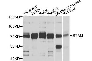 Western blot analysis of extracts of various cells, using STAM antibody. (STAM anticorps)