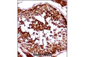 Immunohistochemistry (Formalin/PFA-fixed paraffin-embedded sections) of human testis tissue with HSFX1 polyclonal antibody  followed by peroxidase conjugation of the secondary antibody and DAB staining. (HSFX1 anticorps  (AA 201-230))