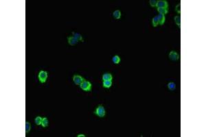 Immunofluorescent analysis of HepG2 cells using ABIN7160228 at dilution of 1:100 and Alexa Fluor 488-congugated AffiniPure Goat Anti-Rabbit IgG(H+L)