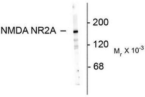 Image no. 1 for anti-Glutamate Receptor, Ionotropic, N-Methyl D-Aspartate 2a (GRIN2A) (N-Term) antibody (ABIN372681) (NMDAR2A anticorps  (N-Term))