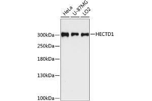 Western blot analysis of extracts of various cell lines, using HECTD1 antibody (ABIN6128015, ABIN6141706, ABIN6141707 and ABIN6225003) at 1:3000 dilution. (HECTD1 anticorps  (AA 2518-2610))