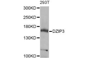 Western blot analysis of extracts of 293T cells, using DZIP3 Antibody (ABIN5975097) at 1/1000 dilution. (DZIP3 anticorps)