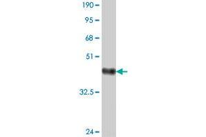 Western Blot detection against Immunogen (37.