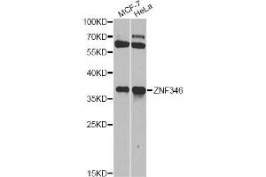 Western blot analysis of extracts of various cell lines, using ZNF346 antibody (ABIN5971759) at 1/1000 dilution. (ZNF346 anticorps)