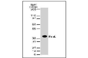 Western Blotting (WB) image for anti-Fas Ligand (TNF Superfamily, Member 6) (FASL) antibody (ABIN155064) (FASL anticorps)