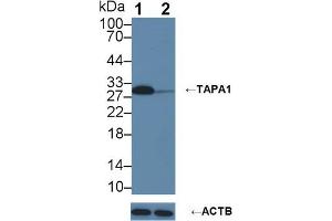 Western blot analysis of (1) Wild-type U87MG cell lysate, and (2) TAPA1 knockout U87MG cell lysate, using Rabbit Anti-Human TAPA1 Antibody (3 µg/ml) and HRP-conjugated Goat Anti-Mouse antibody (abx400001, 0. (CD81 anticorps  (AA 113-201))