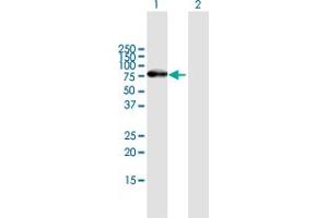 Western Blot analysis of ZNF254 expression in transfected 293T cell line by ZNF254 MaxPab polyclonal antibody. (ZNF254 anticorps  (AA 1-659))