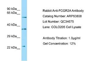 WB Suggested Anti-FCGR2A Antibody Titration: 1. (FCGR2A anticorps  (C-Term))