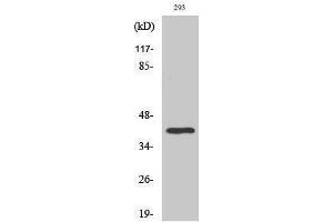 Western Blotting (WB) image for anti-TATA Box Binding Protein (TBP) (Internal Region) antibody (ABIN3187235) (TBP anticorps  (Internal Region))