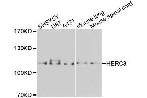 Western blot analysis of extracts of various cell lines, using HERC3 antibody (ABIN5996324) at 1/1000 dilution.