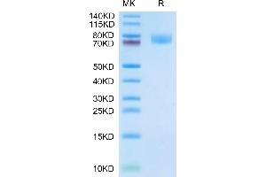 Cynomolgus ALCAM on Tris-Bis PAGE under reduced condition.