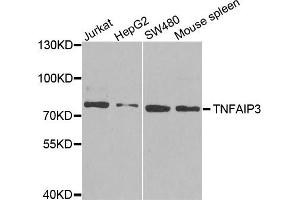 Western blot analysis of extracts of various cell lines, using TNFAIP3 antibody. (TNFAIP3 anticorps)