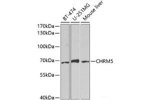 Western blot analysis of extracts of various cell lines using CHRM5 Polyclonal Antibody at dilution of 1:1000. (CHRM5 anticorps)