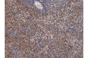 (ABIN185707) (6 μg/mL) staining of paraffin embedded Human Spleen.