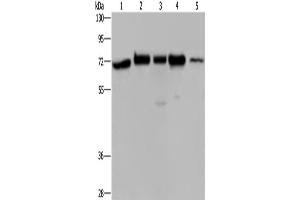 Western Blotting (WB) image for anti-HIV-1 Rev Binding Protein (HRB) antibody (ABIN2422489) (AGFG1 anticorps)