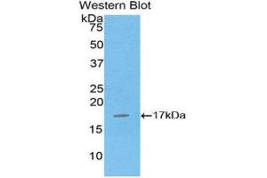 Western Blotting (WB) image for anti-Interleukin 16 (IL16) (AA 1203-1332) antibody (ABIN1859346)