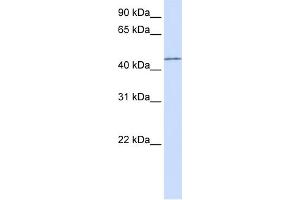 WB Suggested Anti-PARVB Antibody Titration:  0. (Parvin, beta anticorps  (N-Term))