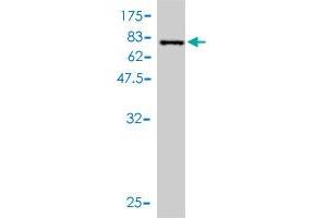 Western Blot detection against Immunogen (72.