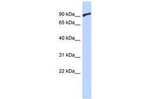 Image no. 1 for anti-Zinc Finger Protein 337 (ZNF337) (C-Term) antibody (ABIN6742830) (ZNF337 anticorps  (C-Term))