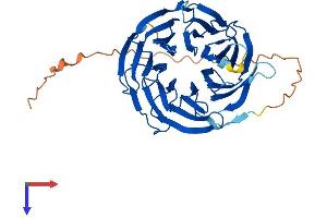 AlphaFold protein structure predicition of Human Recombinant WDR31 Protein, UniprotID Q8NA23