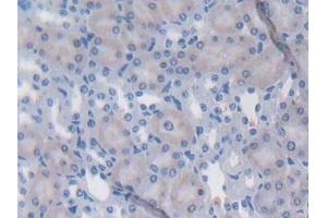 Detection of LTBP1 in Mouse Kidney Tissue using Polyclonal Antibody to Latent Transforming Growth Factor Beta Binding Protein 1 (LTBP1)