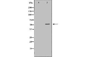 Western blot analysis of Hela whole cell lysates, using TUBA4A  Antibody.