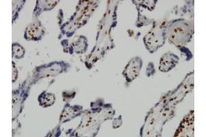 Immunoperoxidase of monoclonal antibody to JMJD1C on formalin-fixed paraffin-embedded human placenta. (JMJD1C anticorps  (AA 2-99))
