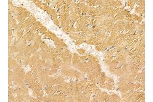 ALKBH1 Mouse Monoclonal Antibody at 1/100 staining rat heart tissue by IHC-P. (ALKBH1 anticorps)