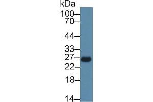 Western Blot; Sample: Rat Spleen lysate; Primary Ab: 1µg/ml Rabbit Anti-Mouse CEBPd Antibody Second Ab: 0. (CEBPD anticorps  (AA 51-251))