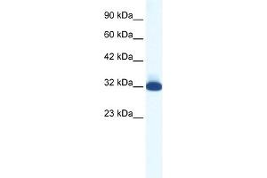 HTR1B antibody (20R-1336) used at 5 ug/ml to detect target protein. (5HT1B Receptor anticorps  (N-Term))