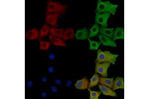 ABIN6259453 and ABIN6275232 staining Hela cells by IF/ICC.