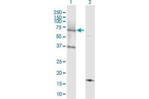 Western Blot analysis of ACSL6 expression in transfected 293T cell line by ACSL6 MaxPab polyclonal antibody. (ACSL6 anticorps  (AA 1-606))