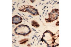 Immunohistochemical analysis of EIF3L staining in human Pancreas formalin fixed paraffin embedded tissue section. (EIF3L anticorps  (N-Term))