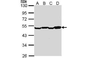 WB Image Sample (30 ug of whole cell lysate) A: Hela B: Hep G2 , C: Molt-4 , D: Raji 10% SDS PAGE antibody diluted at 1:1000