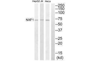Western blot analysis of extracts from HepG2 cells, Jurkat cells and HeLa cells, using NXF1 antibody. (NXF1 anticorps  (N-Term))