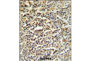 SGF29 Antibody IHC analysis in formalin fixed and paraffin embedded human spleen tissue followed by peroxidase conjugation of the secondary antibody and DAB staining. (SGF29 anticorps  (C-Term))