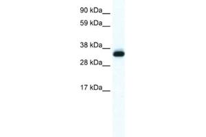 Western Blotting (WB) image for anti-Annexin A5 (ANXA5) antibody (ABIN2461409) (Annexin V anticorps)