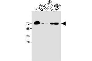 All lanes : Anti-CD63 Antibody (C-term) at 1:2000 dilution Lane 1: HL-60 whole cell lysate Lane 2: U-251 MG whole cell lysate Lane 3: THP-1 whole cell lysate Lane 4:  whole cell lysate Lane 5:  whole cell lysate Lysates/proteins at 20 μg per lane.