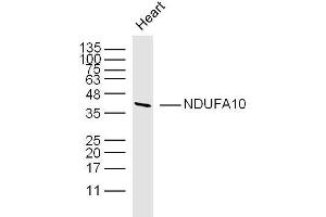 Mouse heart lysates probed with NDUFA10 Polyclonal Antibody, unconjugated  at 1:300 overnight at 4°C followed by a conjugated secondary antibody at 1:10000 for 90 minutes at 37°C. (NDUFA10 anticorps  (AA 201-300))