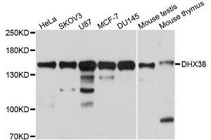 Western blot analysis of extracts of various cell lines, using DHX38 antibody. (DHX38 anticorps  (AA 1133-1227))